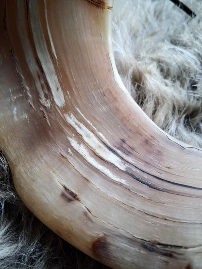 Hand-carved Orkney Boreray ram horn, detail photograph 6